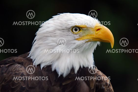 American Bald Eagle (Haliaeetus leucocephalus)