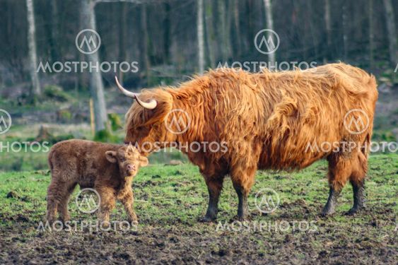 Highland Cattle cow and calf - Silvertid