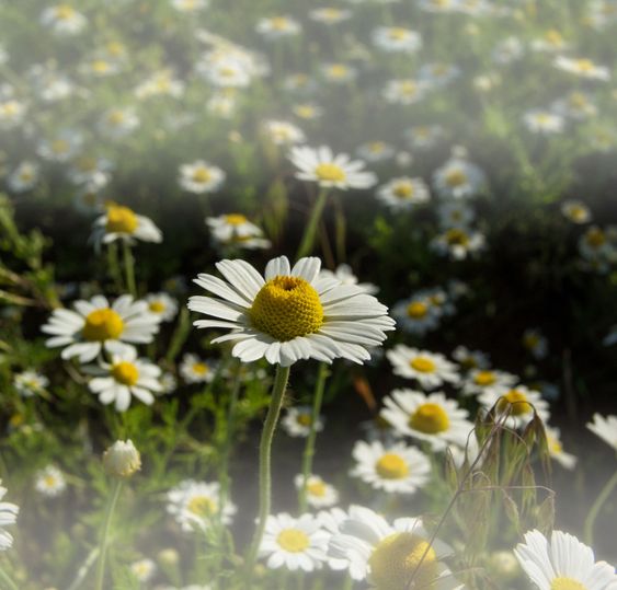 camomile