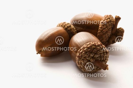 Still life of acorns.