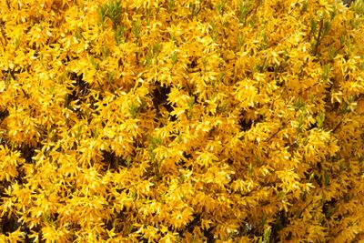 Forsythia background