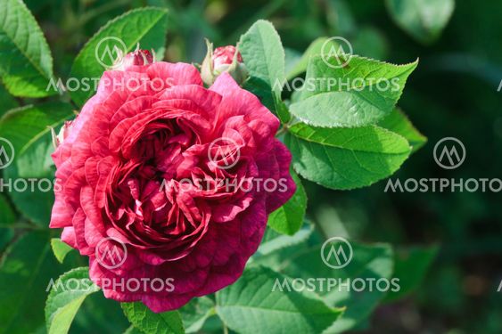 Red rose
