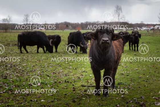 water buffalo