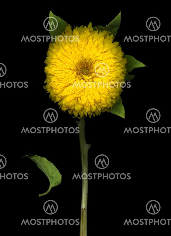 Fading Sunflower
