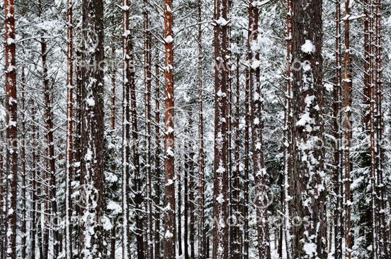 Winter trunks background