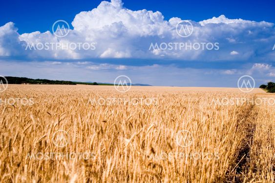 Vete fält och blå himmel
