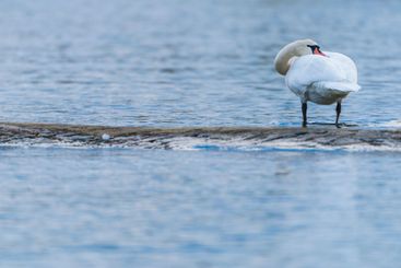 A graceful swan preening its feathers by the calm waters...