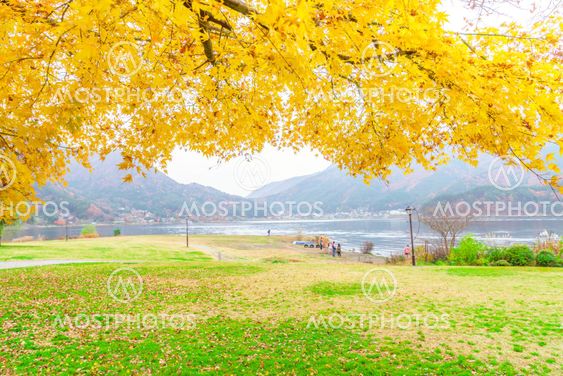Beautiful Colorful Autumn Leaves