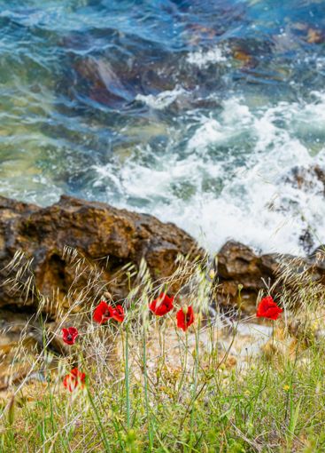 Red poppies growing on rocky coastline with ocean waves...