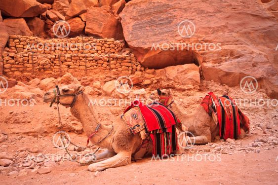 Camel sitting on a desert land
