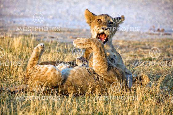 two young lion cubs playing at etosha national park namibia