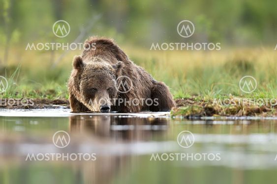 brown bear drinking water at summer evening