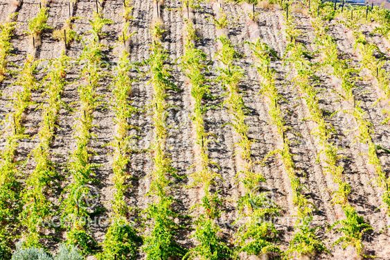 vineyars in Douro Valley, Portugal
