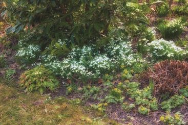 Natural, flowers and blossom in garden, outdoor and...