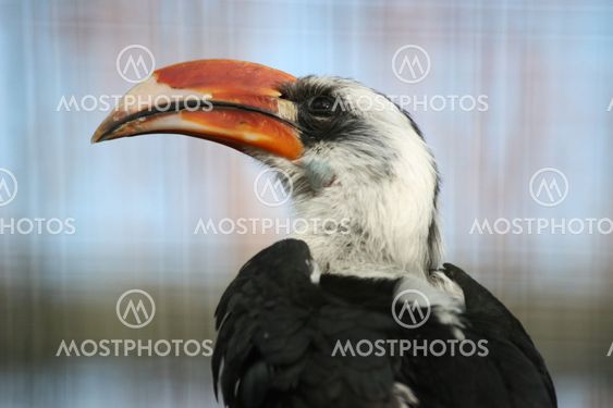 Von der Decken's Hornbill