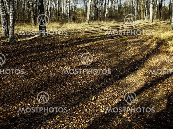 autumn - city park - birch grove