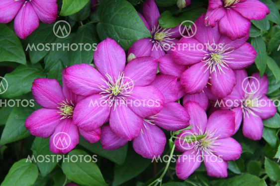 Purple clematis flowers on a background of green leaves.