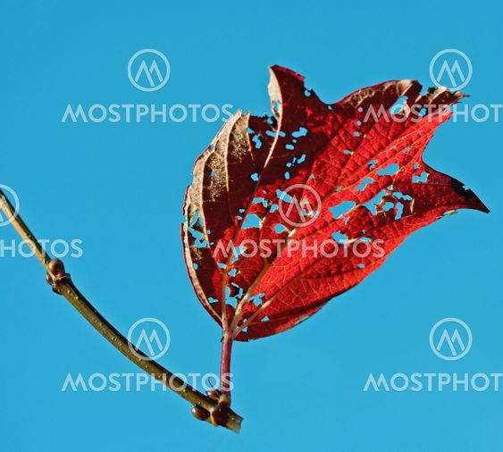 Leaf