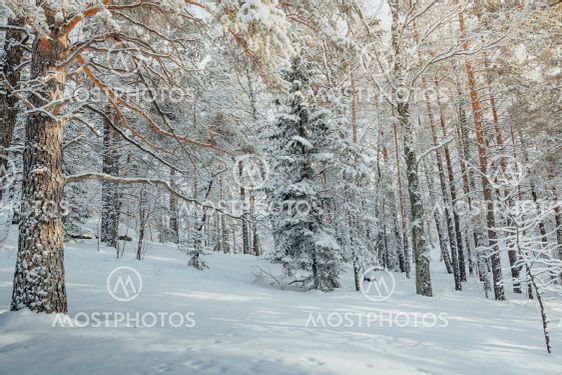 Cold weather in winter forest. Branches of trees are...