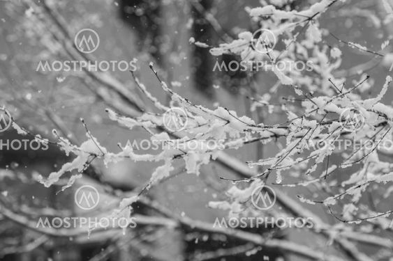 Snow covered winter trees with no leaves