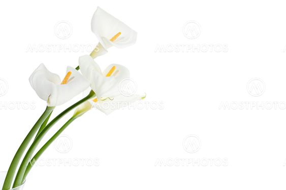 411 white calla lilies