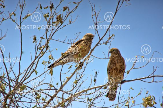 two birds of prey in etosha national park namibia