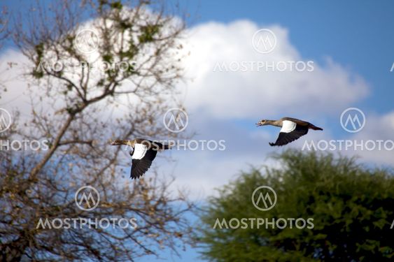 ducks flying in Daan Viljoen Game Park