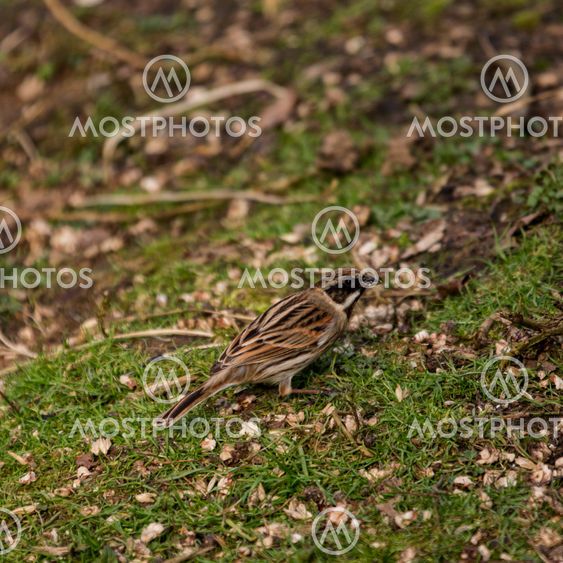 Reed bunting feeding on the ground