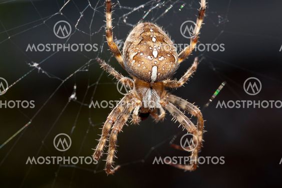Spider