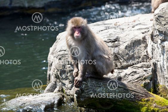 Snow monkey