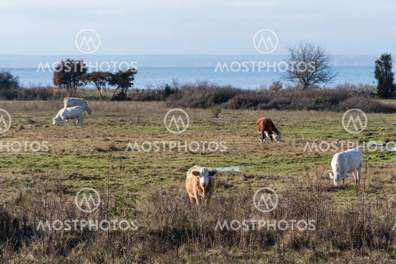 Betande boskap i naturreservatet vid Beijershamn på Öland