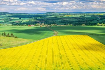 Landscape view at a cultivated land with yellow rapeseed...