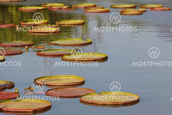 Lotus leaf