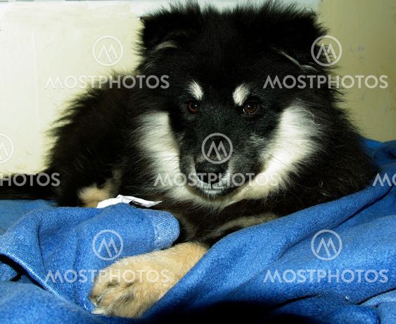 Finnish lapphund puppy