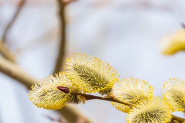 Nature awakes in spring. Blooming willow twigs and furry...
