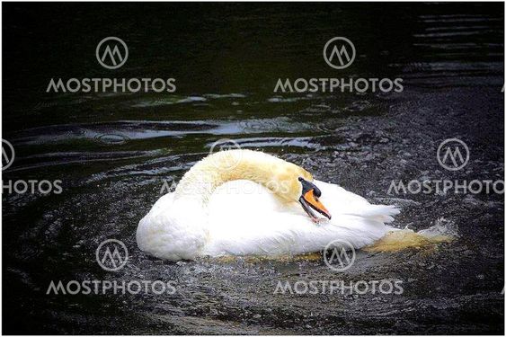 Swan
