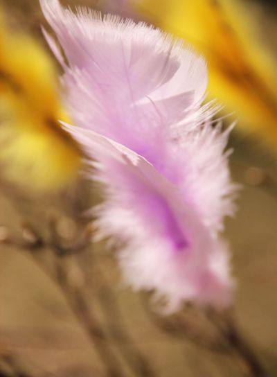 Feathers of easter