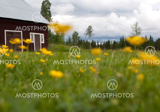 Meadow buttercups