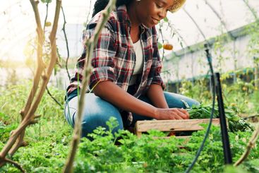 Black woman, harvest plants and farm in greenhouse with...
