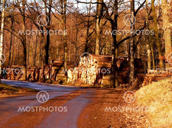 Timber, Timmer