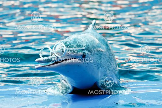 Dolphin show in the park