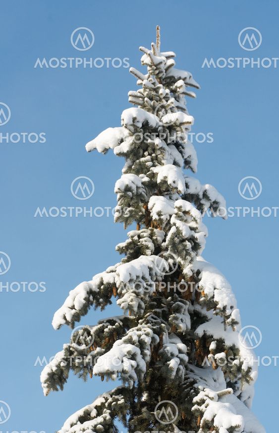Winter fir