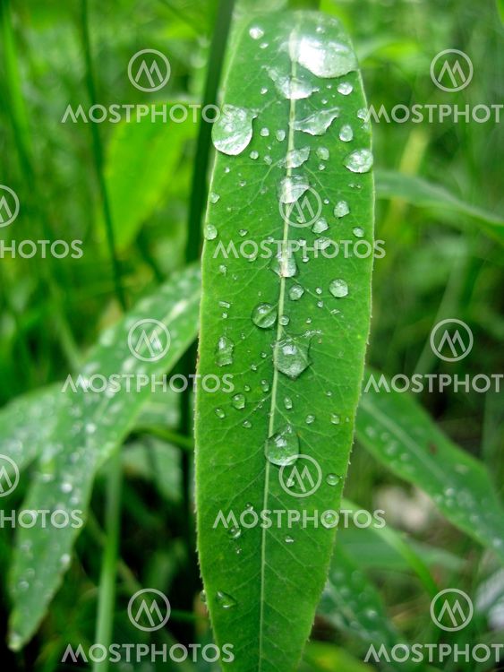 Waterdrop on the green leaf