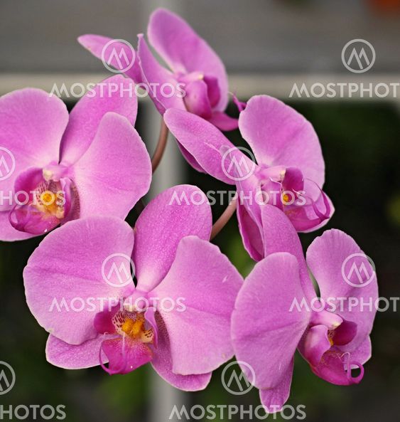 beautiful purple orchid - phalaenopsis