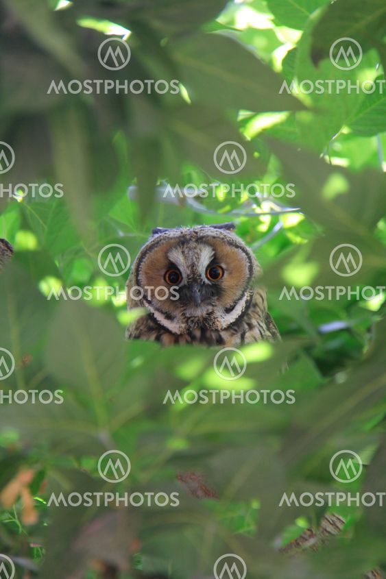 owl on green tree