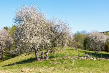 Path through a pasture with cherry blossoms