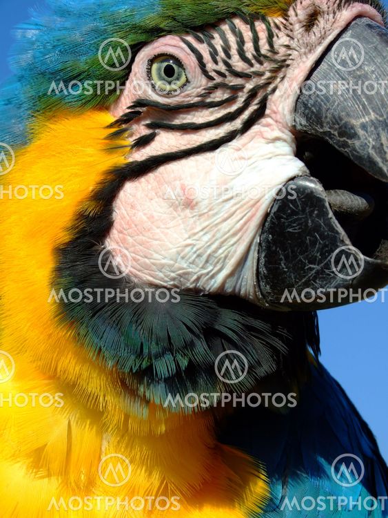 Blue and Gold Macaw