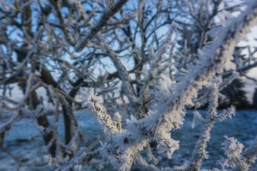 frost covered twigs of a plum tree on a sunny winter day