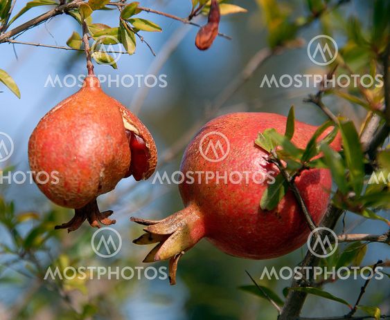 ripe pomegranates