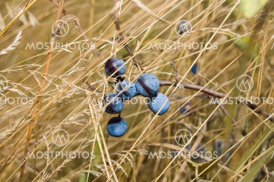 sloe